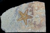 Ordovician Starfish (Petraster?) - Blekus, Morocco #56821-1